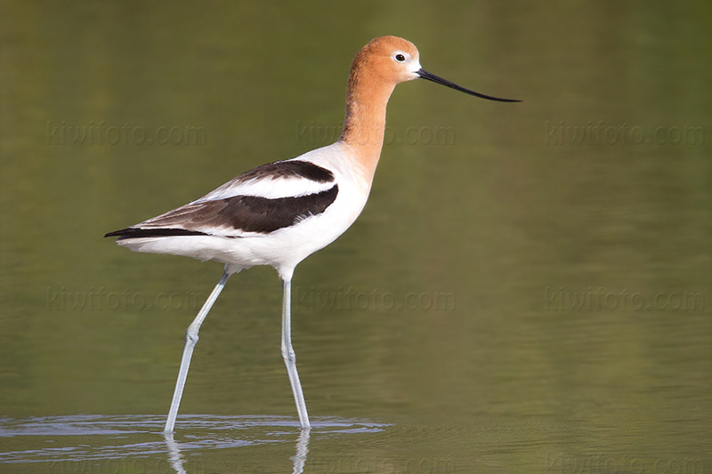 American Avocet