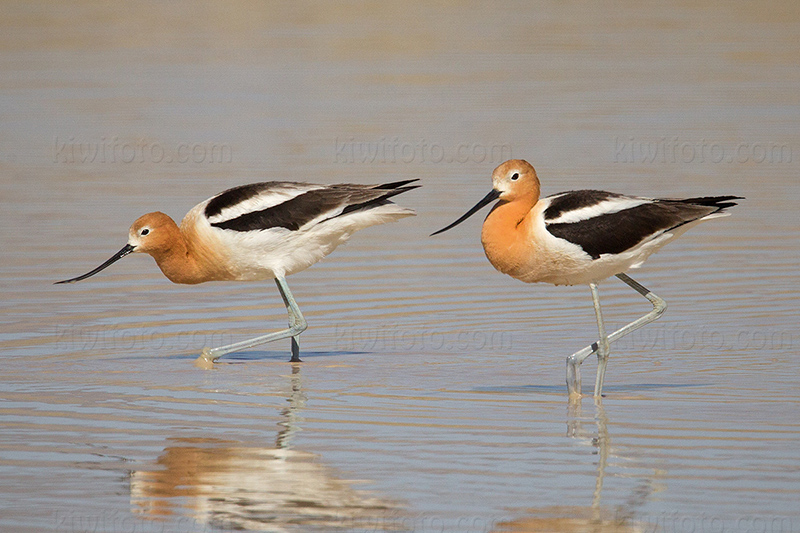 American Avocet Image @ Kiwifoto.com
