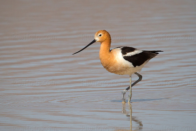 American Avocet @ Lake Cochise - Willcox, AZ