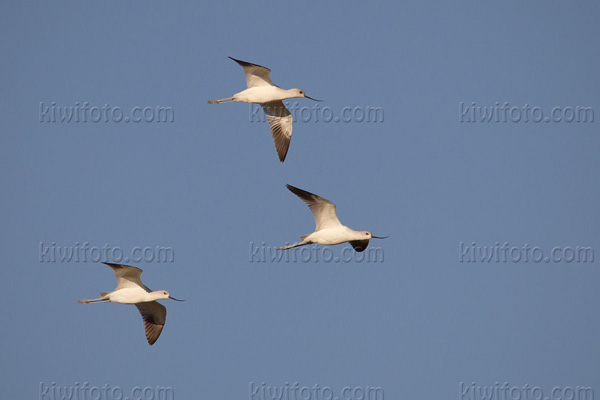 American Avocet Image @ Kiwifoto.com