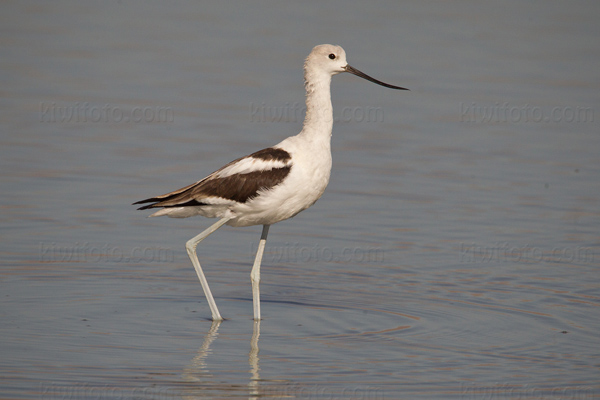 American Avocet Image @ Kiwifoto.com