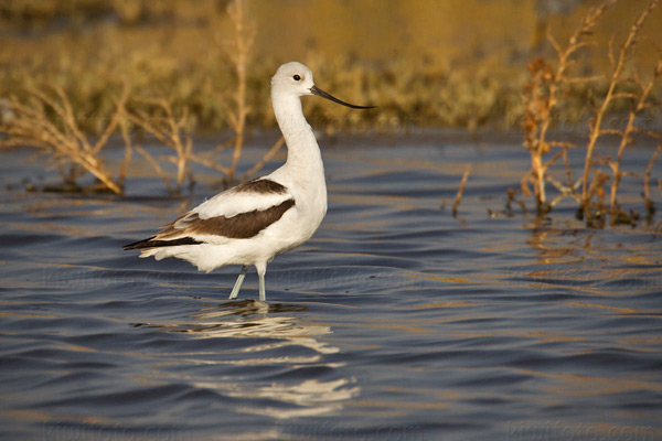 American Avocet Picture @ Kiwifoto.com