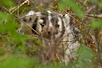 American Badger Picture @ Kiwifoto.com