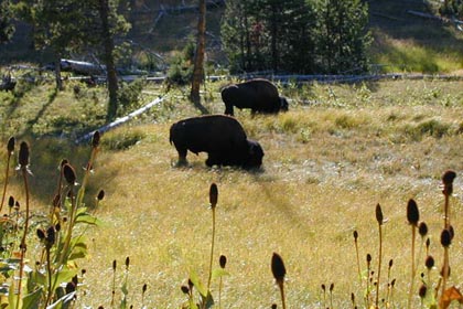 American Bison Photo @ Kiwifoto.com