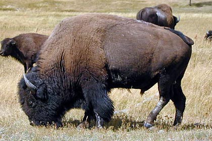 American Bison Image @ Kiwifoto.com