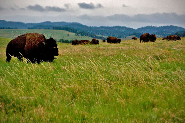 American Bison Image @ Kiwifoto.com