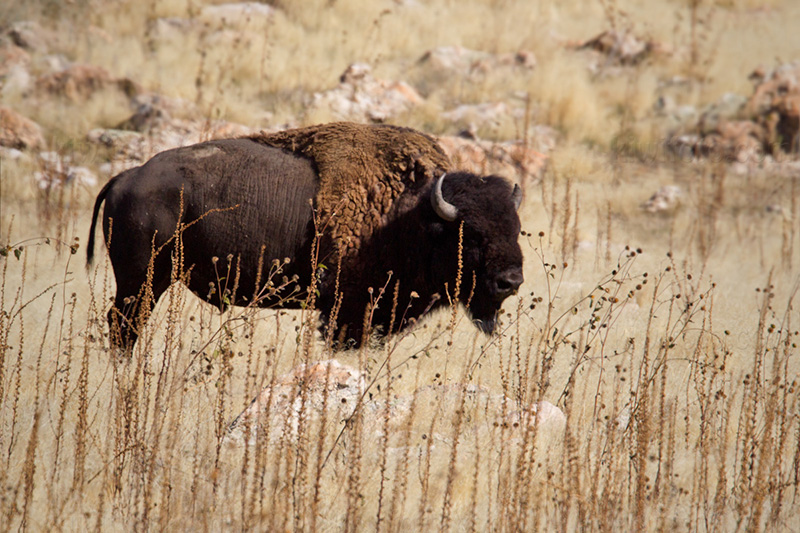 American Bison Photo @ Kiwifoto.com