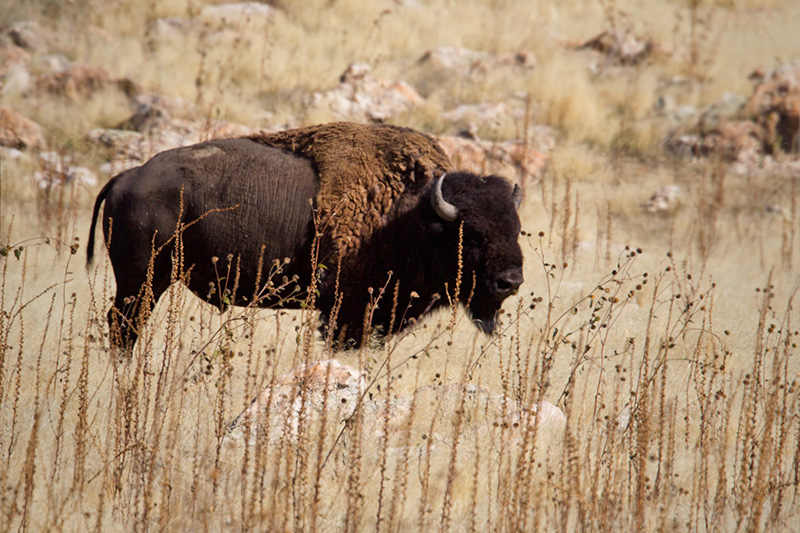 American Bison Picture @ Kiwifoto.com