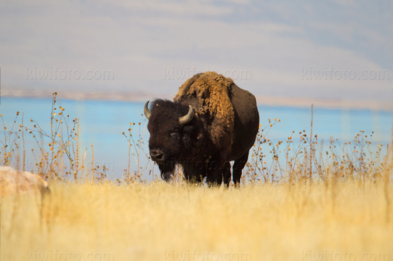 American Bison Image @ Kiwifoto.com