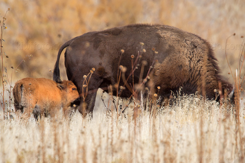 American Bison Photo @ Kiwifoto.com