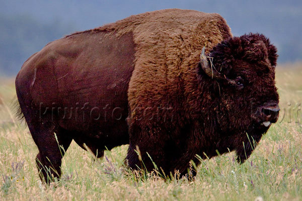 American Bison Photo @ Kiwifoto.com