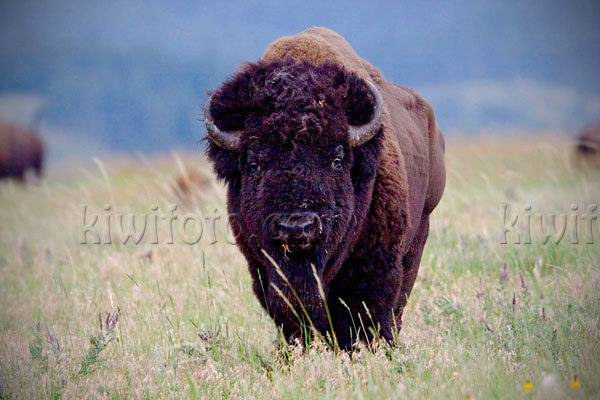 American Bison Image @ Kiwifoto.com