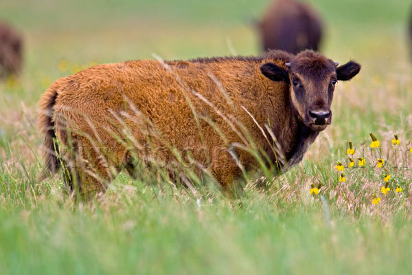 American Bison Image @ Kiwifoto.com