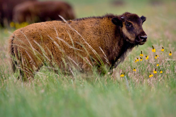 American Bison Image @ Kiwifoto.com