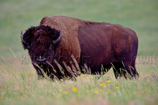 American Bison Photo @ Kiwifoto.com