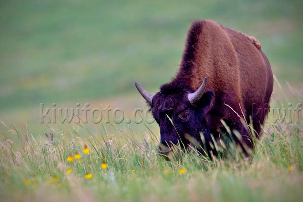 American Bison Image @ Kiwifoto.com