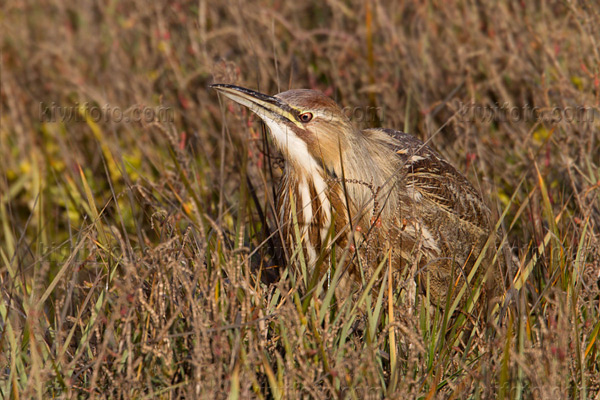 American Bittern Photo @ Kiwifoto.com