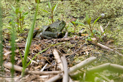 American Bullfrog