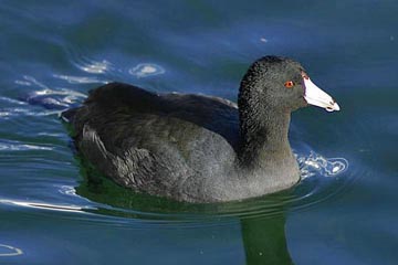 American Coot Image @ Kiwifoto.com