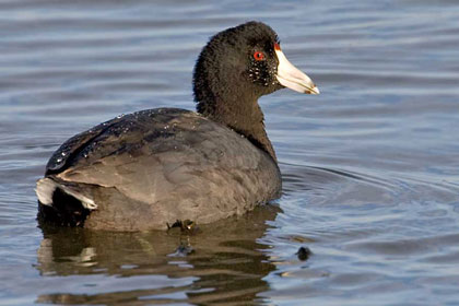 American Coot Image @ Kiwifoto.com