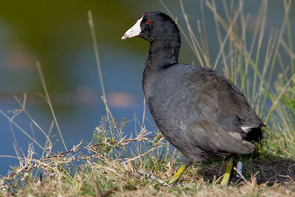 American Coot Picture @ Kiwifoto.com