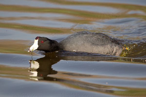 American Coot