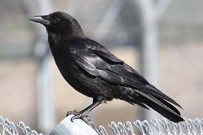 American Crow Picture @ Kiwifoto.com