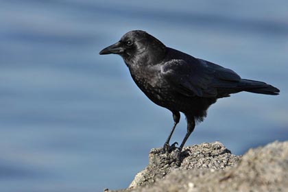 American Crow Picture @ Kiwifoto.com