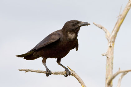 American Crow Image @ Kiwifoto.com