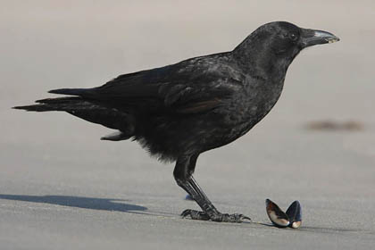 American Crow Image @ Kiwifoto.com