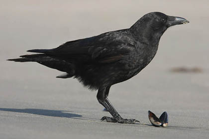 American Crow Photo @ Kiwifoto.com