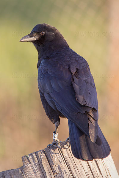 American Crow Photo @ Kiwifoto.com
