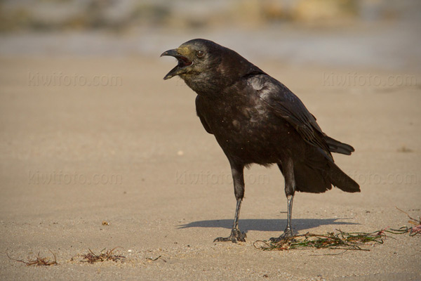 American Crow