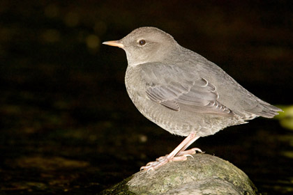 American Dipper Photo @ Kiwifoto.com