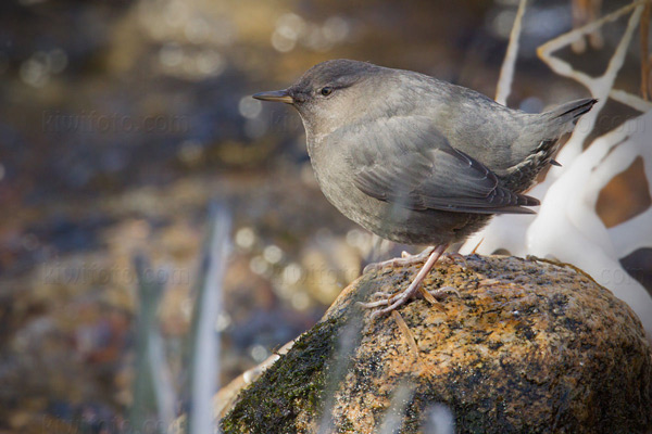 American Dipper Photo @ Kiwifoto.com