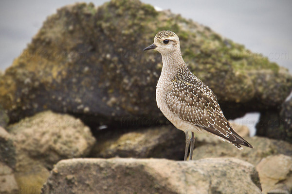 American Golden-Plover