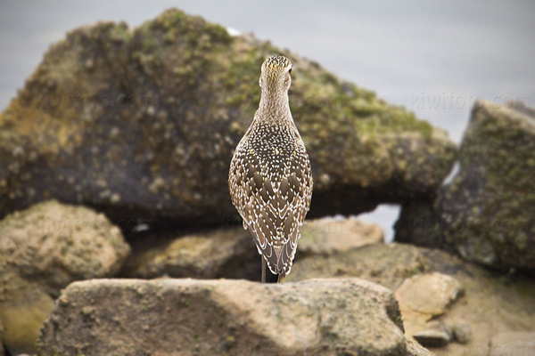 American Golden-Plover Image @ Kiwifoto.com