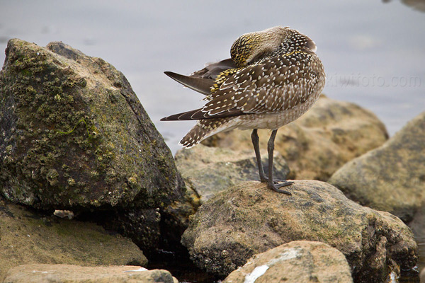 American Golden-Plover Image @ Kiwifoto.com