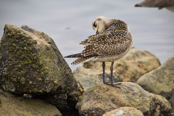 American Golden-Plover Photo @ Kiwifoto.com