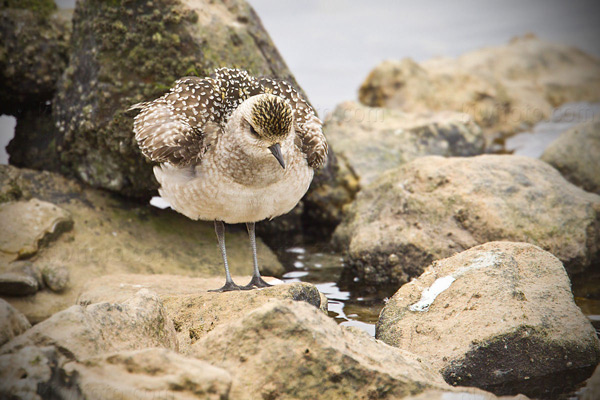 American Golden-Plover Image @ Kiwifoto.com