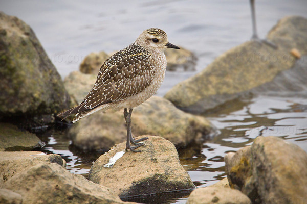 American Golden-Plover Photo @ Kiwifoto.com