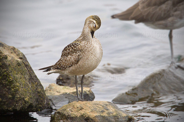 American Golden-Plover