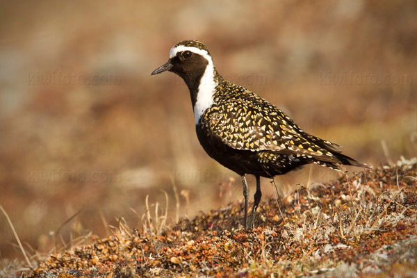 American Golden-Plover