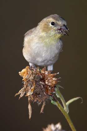American Goldfinch Image @ Kiwifoto.com