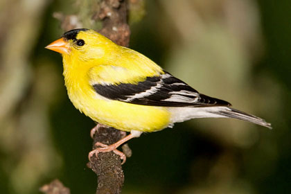 American Goldfinch Photo @ Kiwifoto.com