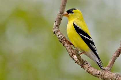 American Goldfinch Picture @ Kiwifoto.com