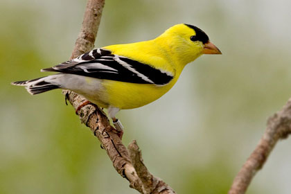 American Goldfinch Picture @ Kiwifoto.com