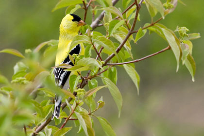 American Goldfinch Image @ Kiwifoto.com