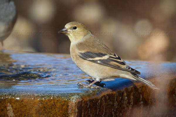 American Goldfinch Image @ Kiwifoto.com