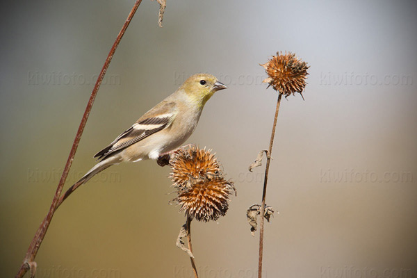 American Goldfinch Photo @ Kiwifoto.com